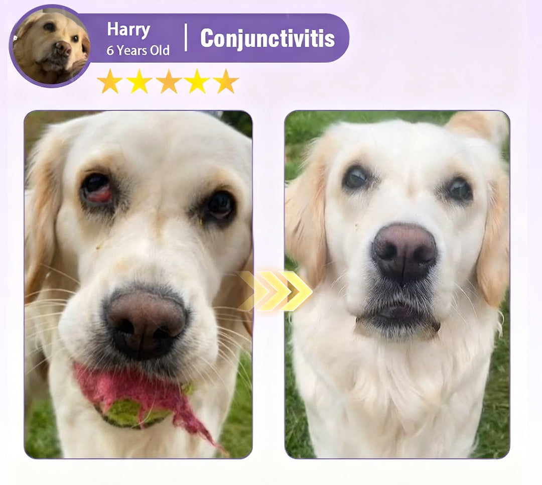 👩‍⚕️Zakdavi™ NanoCare Pet Eye Drops ☑️ TGA Approved | Relieves Conjunctivitis, Dry Eyes, Cataracts, and Keratitis🐶 🐈️