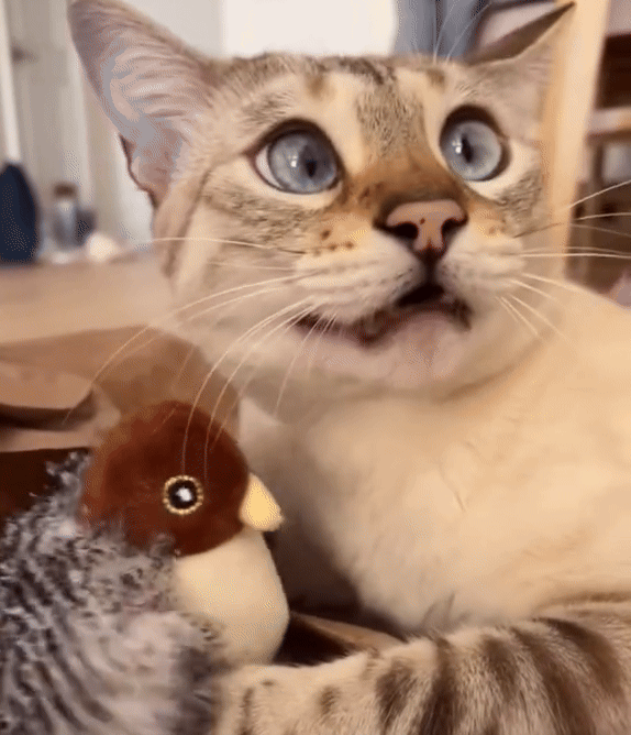 HyperFlap™ Cat Toy Flapping Bird